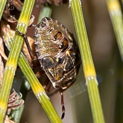 Unidentified Shield, Stink or Jewel Bug (Pentatomoidea) at Jerrabomberra, NSW - 17 Jun 2024 by Hejor1