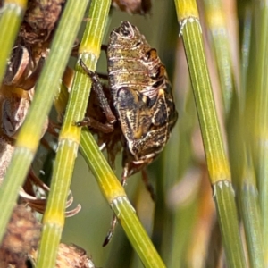 Pentatomidae (family) at QPRC LGA - 17 Jun 2024