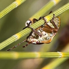 Pentatomidae (family) at QPRC LGA - 17 Jun 2024