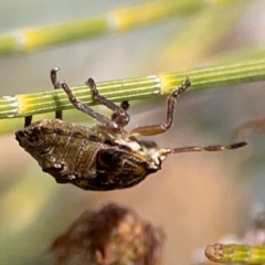 Pentatomidae (family) at QPRC LGA - 17 Jun 2024