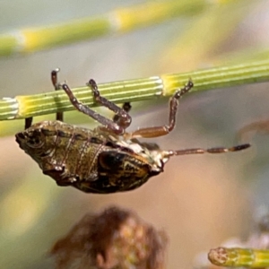 Pentatomidae (family) at QPRC LGA - 17 Jun 2024