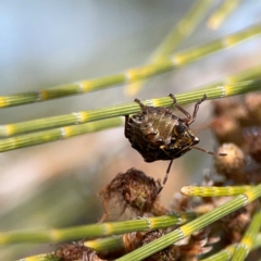 Pentatomidae (family) at QPRC LGA - 17 Jun 2024