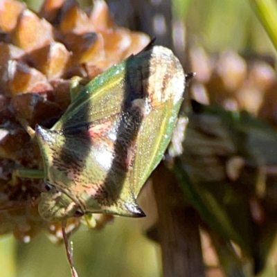 Morna florens (Shield bug) at QPRC LGA - 17 Jun 2024 by Hejor1