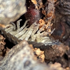 Porcellio scaber at Jerrabomberra, NSW - 17 Jun 2024 by Hejor1