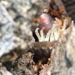 Porcellio scaber at QPRC LGA - 17 Jun 2024