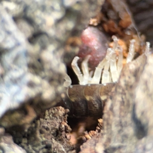 Porcellio scaber at QPRC LGA - 17 Jun 2024