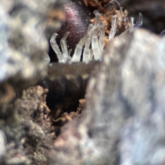 Porcellio scaber at QPRC LGA - 17 Jun 2024 12:12 PM