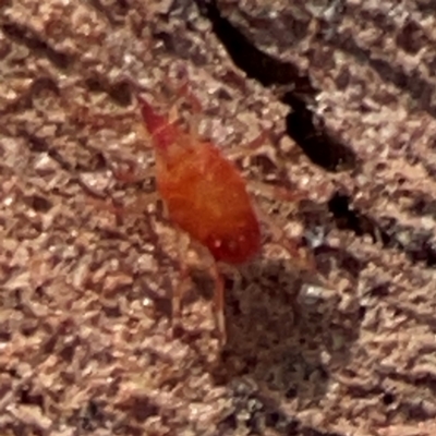 Bdellidae sp. (family) (Unidentified Snout Mite) at QPRC LGA - 17 Jun 2024 by Hejor1