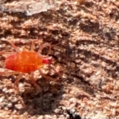 Bdellidae sp. (family) at QPRC LGA - 17 Jun 2024