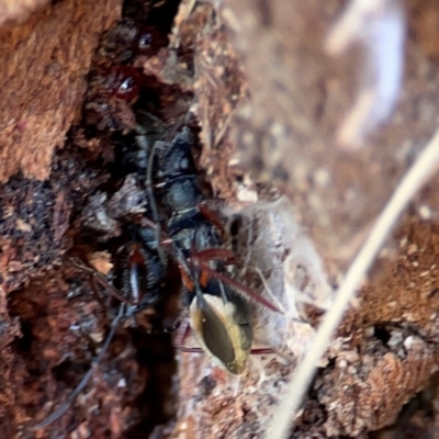 Daerlac cephalotes (Ant Mimicking Seedbug) at QPRC LGA - 17 Jun 2024 by Hejor1