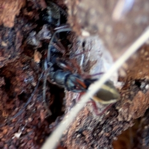 Daerlac cephalotes at QPRC LGA - 17 Jun 2024 12:36 PM