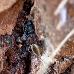 Daerlac cephalotes at QPRC LGA - 17 Jun 2024 12:36 PM