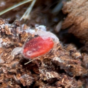 Erythraeidae (family) at QPRC LGA - 17 Jun 2024