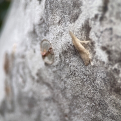 Ledromorpha planirostris at QPRC LGA - 17 Jun 2024