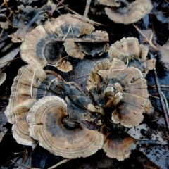 Phellodon niger at Eurobodalla National Park - 16 Jun 2024 10:29 AM