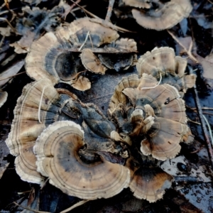 Phellodon niger at Eurobodalla National Park - 16 Jun 2024 10:29 AM