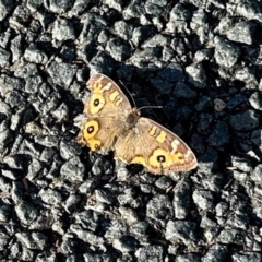 Junonia villida (Meadow Argus) at Aranda, ACT - 17 Jun 2024 by KMcCue