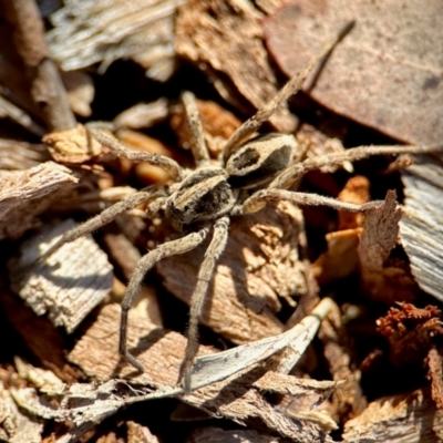 Unidentified Wolf spider (Lycosidae) at Aranda, ACT - 16 Jun 2024 by KMcCue