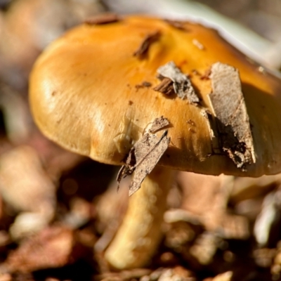 Unidentified Fungus at Aranda, ACT - 16 Jun 2024 by KMcCue