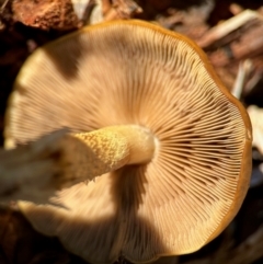 zz agaric (stem; gills not white/cream) at Aranda, ACT - 16 Jun 2024