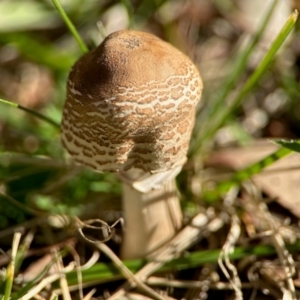 Macrolepiota clelandii at Aranda, ACT - 16 Jun 2024