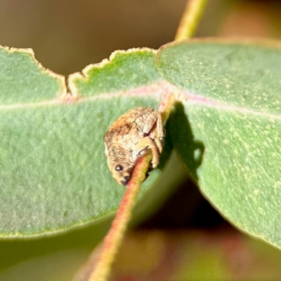 Gonipterus scutellatus (Eucalyptus snout beetle, gum tree weevil) at Aranda, ACT - 16 Jun 2024 by KMcCue