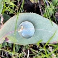 Unidentified Insect at Aranda, ACT - 16 Jun 2024 by KMcCue