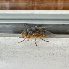 Calliphora sp. (genus) (Unidentified blowfly) at GG182 - 14 Jun 2024 by KMcCue