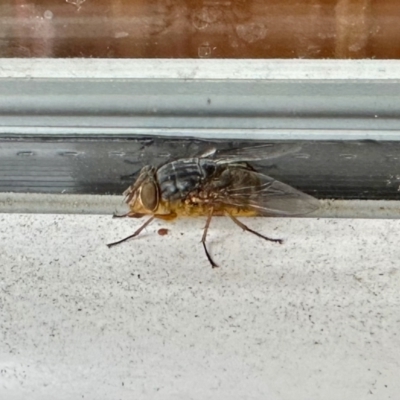 Calliphora sp. (genus) (Unidentified blowfly) at GG182 - 14 Jun 2024 by KMcCue