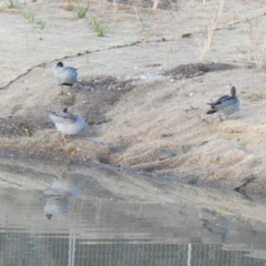 Chenonetta jubata (Australian Wood Duck) at Flea Bog Flat to Emu Creek Corridor - 17 Jun 2024 by JohnGiacon