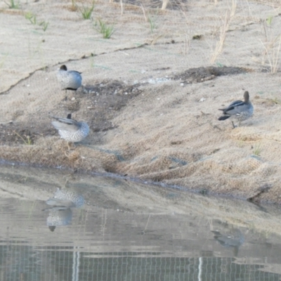 Chenonetta jubata (Australian Wood Duck) at Flea Bog Flat to Emu Creek Corridor - 17 Jun 2024 by JohnGiacon