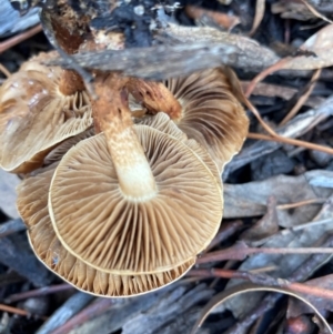 zz agaric (stem; gills not white/cream) at Australian National University - 17 Jun 2024