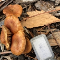 zz agaric (stem; gills not white/cream) at Australian National University - 17 Jun 2024