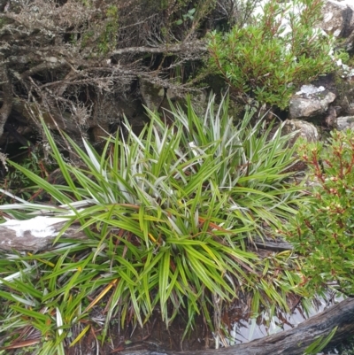 Astelia alpina var. alpina (Pineapple Grass) at Wellington Park, TAS - 15 Jun 2024 by Detritivore