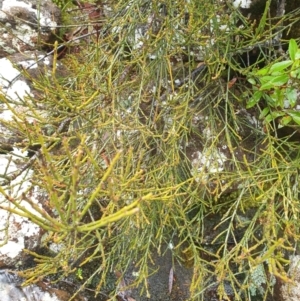 Exocarpos humifusus at Wellington Park, TAS - 15 Jun 2024