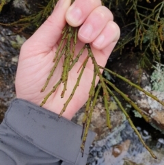 Exocarpos humifusus at Wellington Park, TAS - 15 Jun 2024