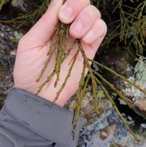 Exocarpos humifusus at Wellington Park, TAS - 15 Jun 2024