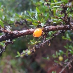 Coprosma nitida (mountain currant) at Wellington Park, TAS - 14 Jun 2024 by Detritivore