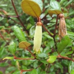 Correa lawrenceana var. lawrenceana (Mountain Correa) at Wellington Park, TAS - 14 Jun 2024 by Detritivore