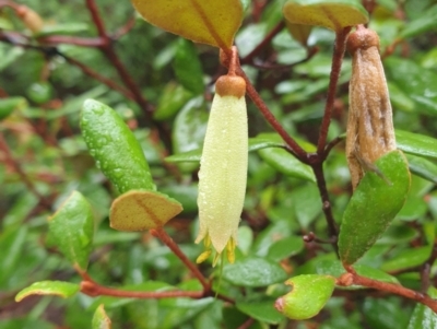 Correa lawrenceana var. lawrenceana (Mountain Correa) at Wellington Park, TAS - 14 Jun 2024 by Detritivore