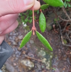 Correa lawrenceana var. lawrenceana at Wellington Park, TAS - 15 Jun 2024