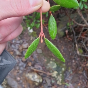 Correa lawrenceana var. lawrenceana at Wellington Park, TAS - 15 Jun 2024