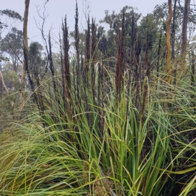 Gahnia grandis (Brickmaker's Sedge, Cutting Grass) at Wellington Park, TAS - 15 Jun 2024 by Detritivore