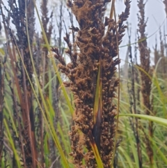 Gahnia grandis at Wellington Park, TAS - 15 Jun 2024