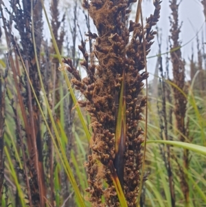 Gahnia grandis at Wellington Park, TAS - 15 Jun 2024