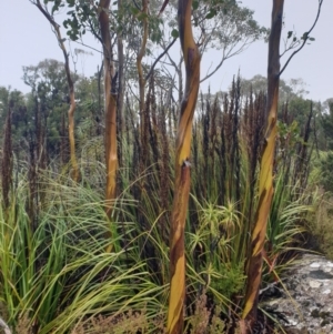 Gahnia grandis at Wellington Park, TAS - 15 Jun 2024