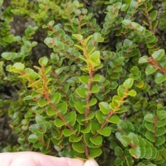 Nothofagus cunninghamii (Myrtle Beech) at Wellington Park, TAS - 14 Jun 2024 by Detritivore