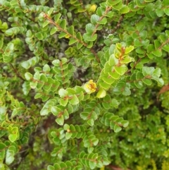 Nothofagus cunninghamii at Wellington Park, TAS - 15 Jun 2024 09:24 AM
