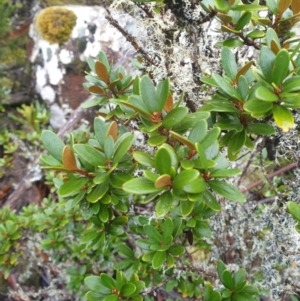 Olearia tasmanica at Wellington Park, TAS - 15 Jun 2024