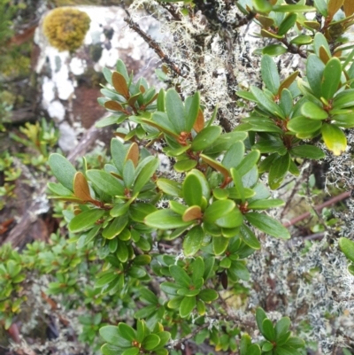 Olearia tasmanica (Tasmanian daisybush) at Wellington Park, TAS - 15 Jun 2024 by Detritivore